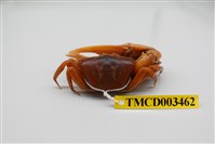 藏品(北方丑招潮蟹)的圖片